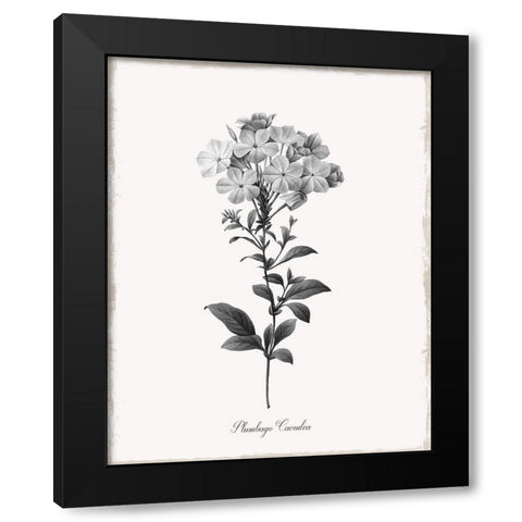 Simply Cape Leadwort Black Modern Wood Framed Art Print with Double Matting by Donovan, Kelly
