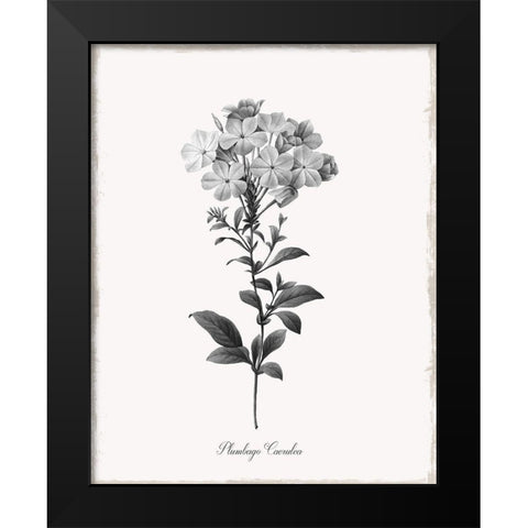 Simply Cape Leadwort Black Modern Wood Framed Art Print by Donovan, Kelly
