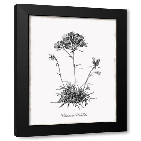 Simply Caladrinia Black Modern Wood Framed Art Print with Double Matting by Donovan, Kelly