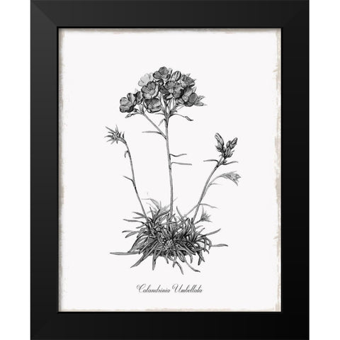 Simply Caladrinia Black Modern Wood Framed Art Print by Donovan, Kelly
