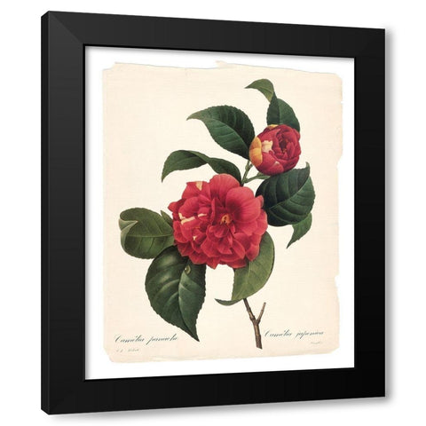 Red Botanical I Black Modern Wood Framed Art Print with Double Matting by Robinson, Carol