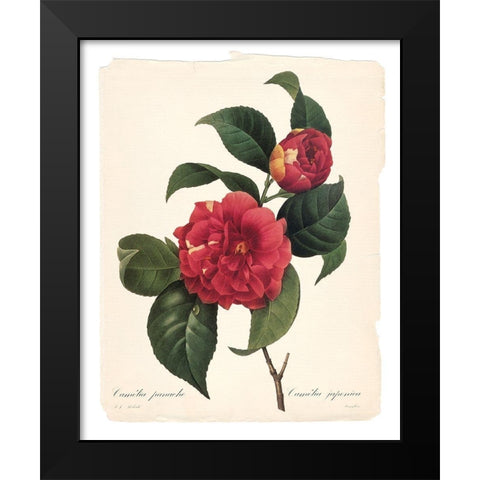 Red Botanical I Black Modern Wood Framed Art Print by Robinson, Carol