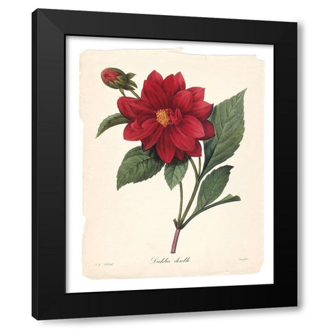 Red Botanical II Black Modern Wood Framed Art Print with Double Matting by Robinson, Carol