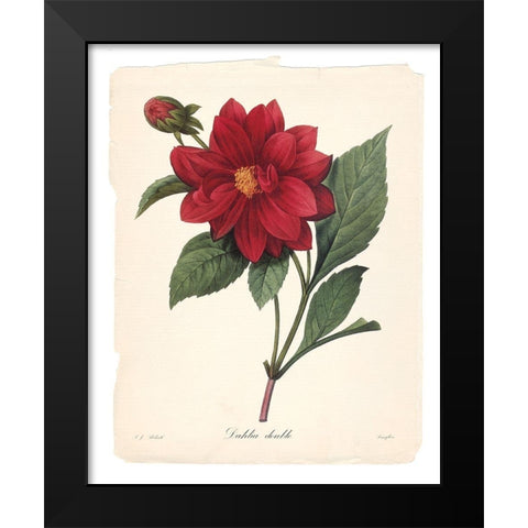 Red Botanical II Black Modern Wood Framed Art Print by Robinson, Carol