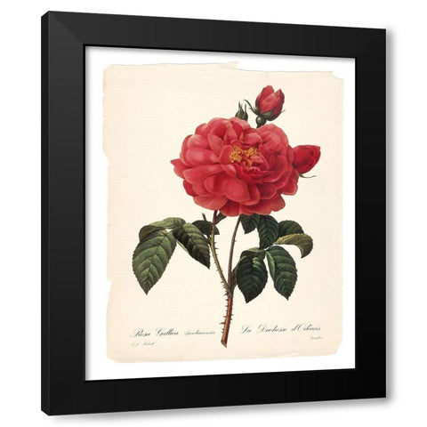 Red Botanical III Black Modern Wood Framed Art Print with Double Matting by Robinson, Carol