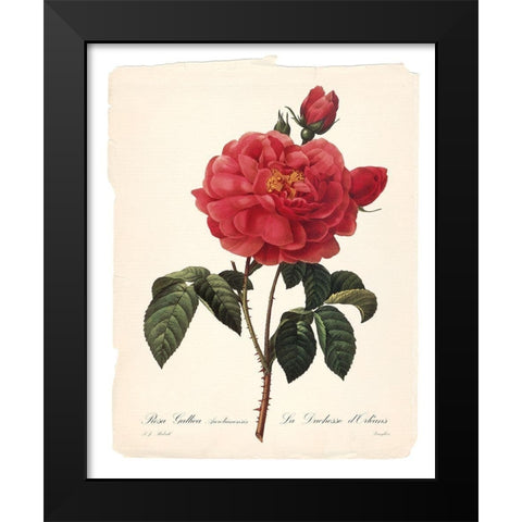 Red Botanical III Black Modern Wood Framed Art Print by Robinson, Carol