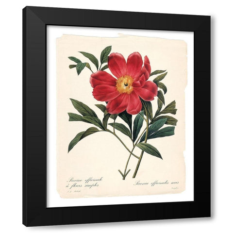 Red Botanical IV Black Modern Wood Framed Art Print with Double Matting by Robinson, Carol