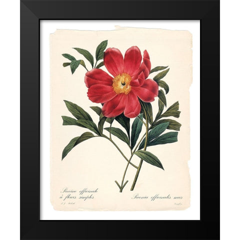 Red Botanical IV Black Modern Wood Framed Art Print by Robinson, Carol