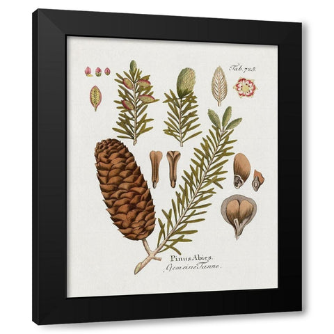 Botanical Fir Black Modern Wood Framed Art Print by Donovan, Kelly