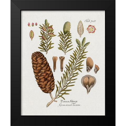 Botanical Fir Black Modern Wood Framed Art Print by Donovan, Kelly