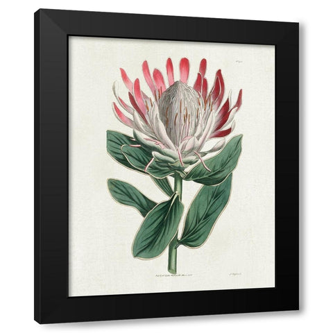 Protea N13 Black Modern Wood Framed Art Print by Donovan, Kelly