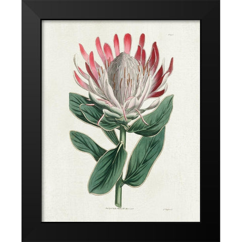Protea N13 Black Modern Wood Framed Art Print by Donovan, Kelly