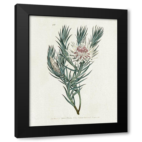 Protea N33 Black Modern Wood Framed Art Print with Double Matting by Donovan, Kelly