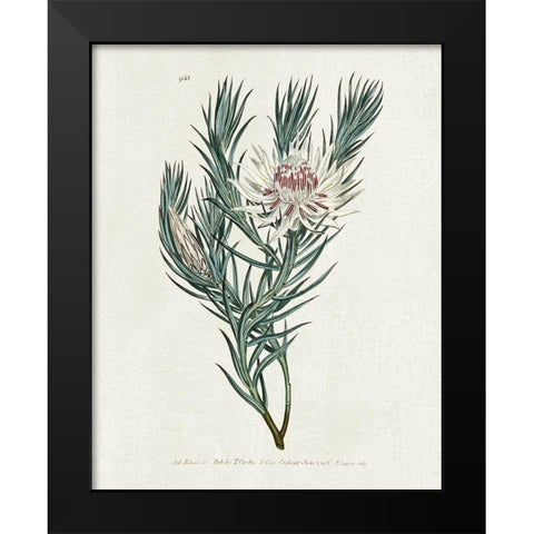 Protea N33 Black Modern Wood Framed Art Print by Donovan, Kelly