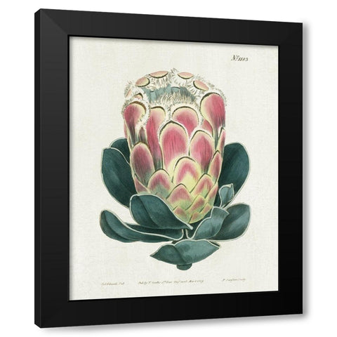 Protea N83 Black Modern Wood Framed Art Print by Donovan, Kelly