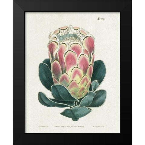 Protea N83 Black Modern Wood Framed Art Print by Donovan, Kelly