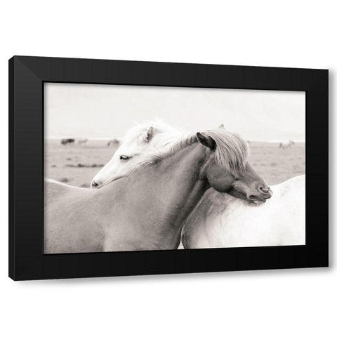 Icelandic Meadow Horses Black Modern Wood Framed Art Print with Double Matting by Delimont, Danita