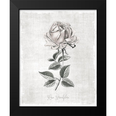 Vintage Botanical II Black Modern Wood Framed Art Print by Carpentieri, Natalie