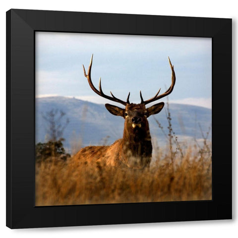 Big Elk Charlo Black Modern Wood Framed Art Print with Double Matting by Delimont, Danita