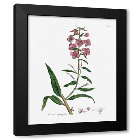 Rose Botanical I Black Modern Wood Framed Art Print with Double Matting by CAD Designs