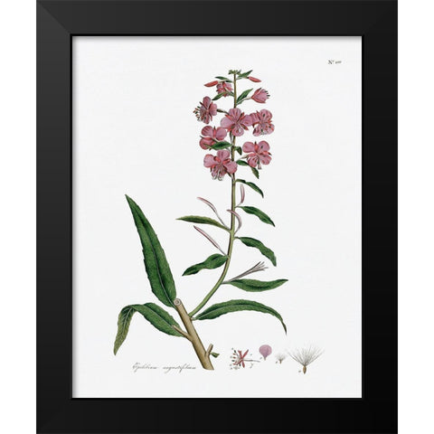 Rose Botanical I Black Modern Wood Framed Art Print by CAD Designs