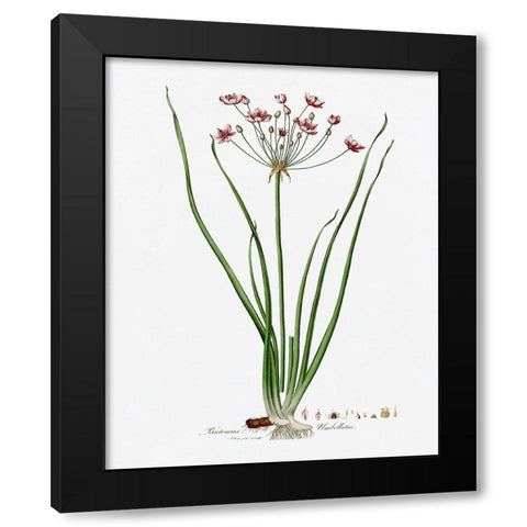 Rose Botanical II Black Modern Wood Framed Art Print with Double Matting by CAD Designs