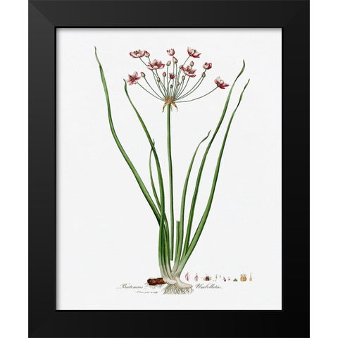 Rose Botanical II Black Modern Wood Framed Art Print by CAD Designs