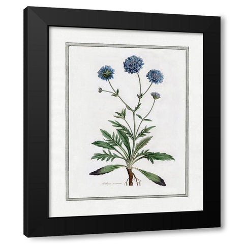Soft Botanical II Black Modern Wood Framed Art Print with Double Matting by CAD Designs