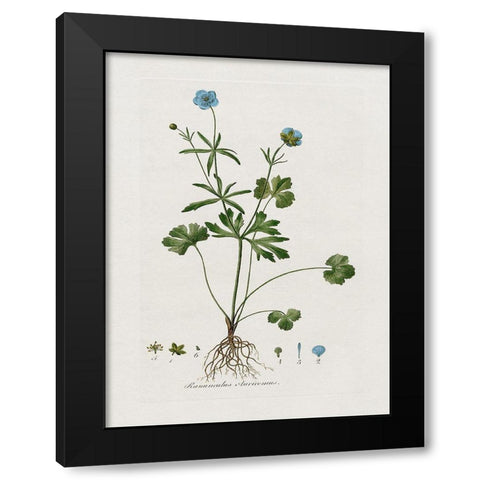 Buttercup Study Black Modern Wood Framed Art Print with Double Matting by Donovan, Kelly