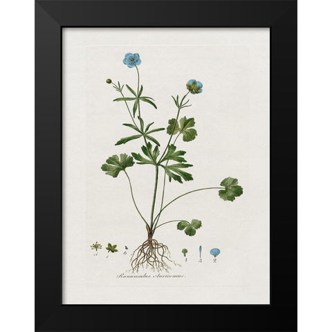 Buttercup Study Black Modern Wood Framed Art Print by Donovan, Kelly