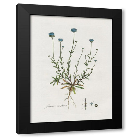 Bellflower Study Black Modern Wood Framed Art Print with Double Matting by Donovan, Kelly