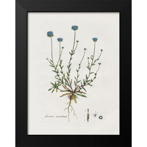 Bellflower Study Black Modern Wood Framed Art Print by Donovan, Kelly