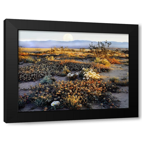 Anza Borrego Desert Black Modern Wood Framed Art Print by Delimont, Danita