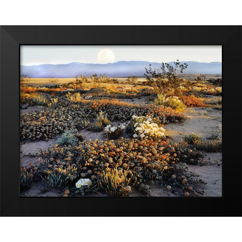 Anza Borrego Desert Black Modern Wood Framed Art Print by Delimont, Danita