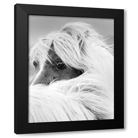 Island Pony II Black Modern Wood Framed Art Print with Double Matting by Delimont, Danita