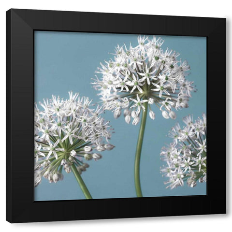 Bliss I Black Modern Wood Framed Art Print by Frank, Assaf