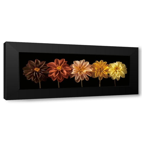Floral Salute Black Modern Wood Framed Art Print by Frank, Assaf