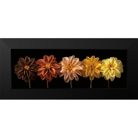 Floral Salute Black Modern Wood Framed Art Print by Frank, Assaf