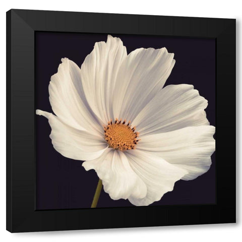 Cosmos I Black Modern Wood Framed Art Print with Double Matting by Frank, Assaf