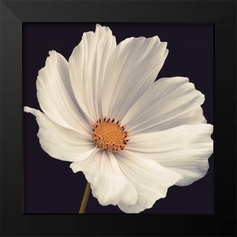 Cosmos I Black Modern Wood Framed Art Print by Frank, Assaf