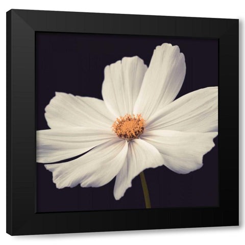 Cosmos II Black Modern Wood Framed Art Print by Frank, Assaf