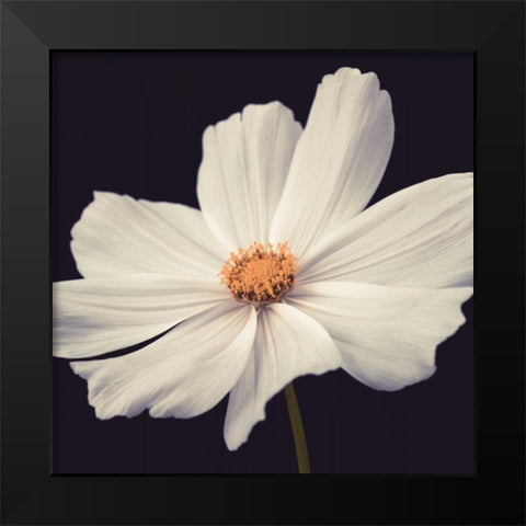 Cosmos II Black Modern Wood Framed Art Print by Frank, Assaf