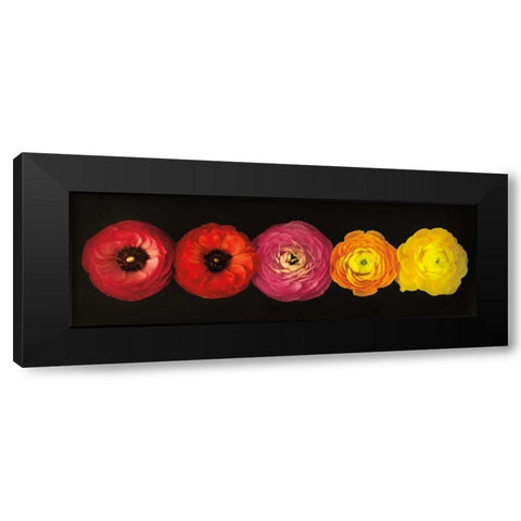 Ranunculus Black Modern Wood Framed Art Print by Frank, Assaf