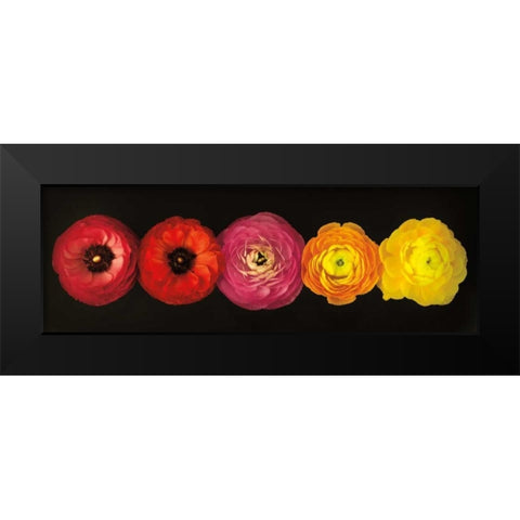 Ranunculus Black Modern Wood Framed Art Print by Frank, Assaf