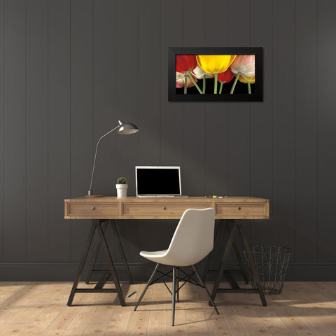 Sunshine Tulips Black Modern Wood Framed Art Print by Frank, Assaf