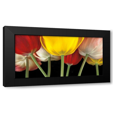 Sunshine Tulips Black Modern Wood Framed Art Print by Frank, Assaf