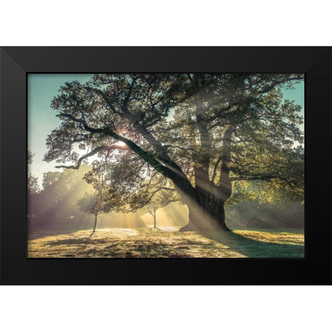 Breaking Through Black Modern Wood Framed Art Print by Frank, Assaf