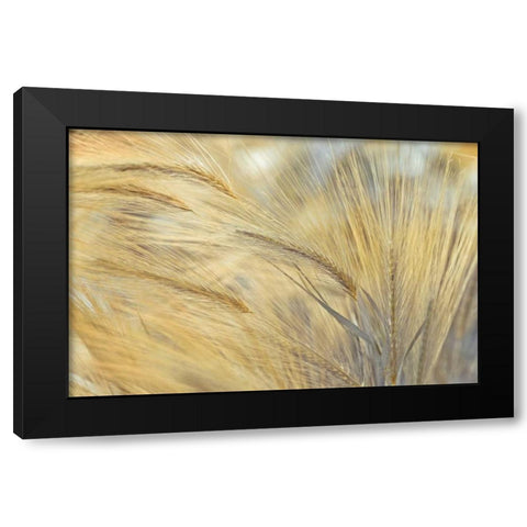 Foxtail Black Modern Wood Framed Art Print by Frank, Assaf