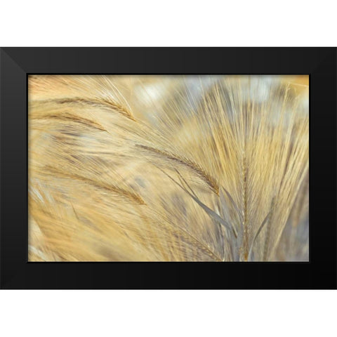 Foxtail Black Modern Wood Framed Art Print by Frank, Assaf
