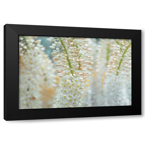 Humbled Black Modern Wood Framed Art Print by Frank, Assaf